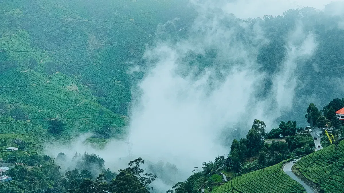 Why Terroir Shapes Taiwanese High Mountain Oolong